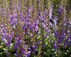 Astilbe chinensis 'Pumila'