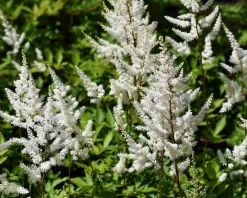 Astilbe japonica 'Deutschland'