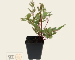 Astilbe japonica 'Rheinland'