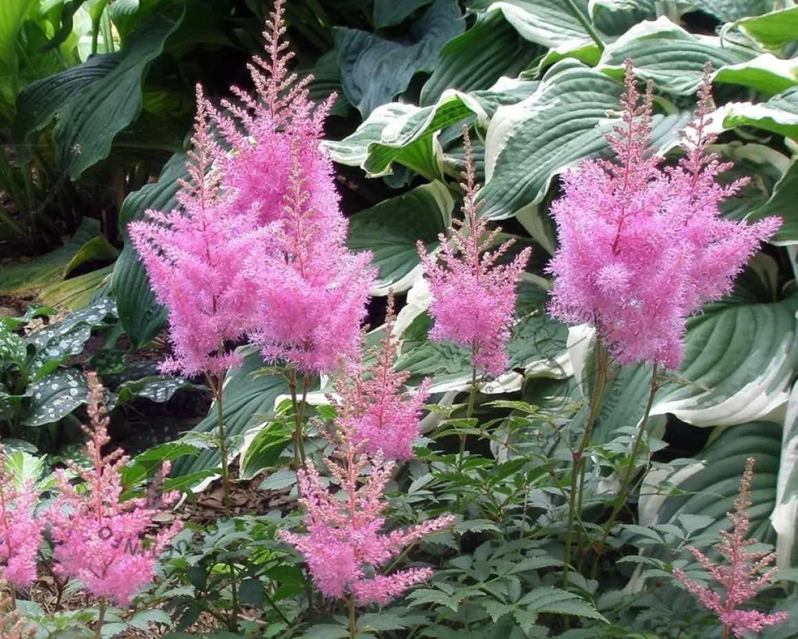 Astilbe japonica 'Rheinland'