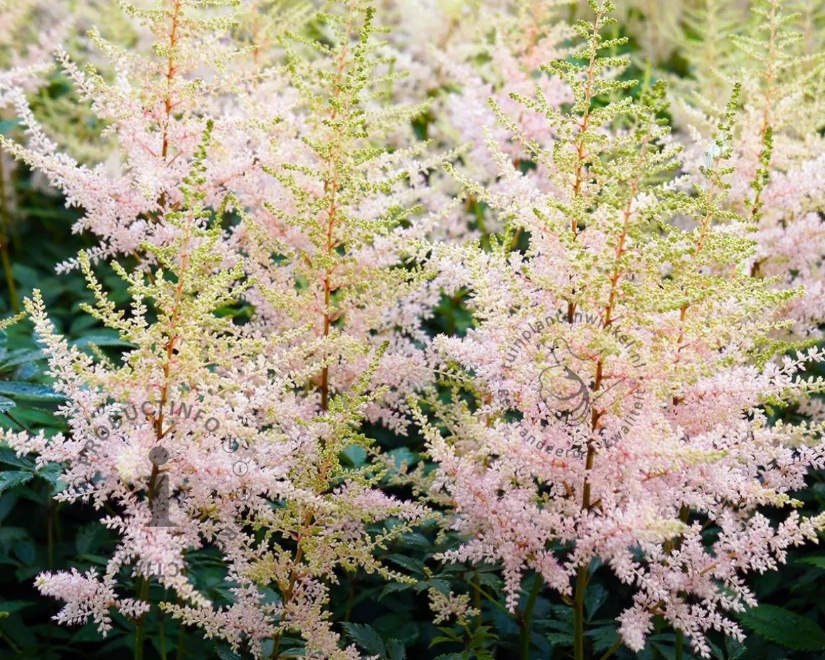 Astilbe simplicifolia 'Sprite'