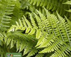 Athyrium filix-femina
