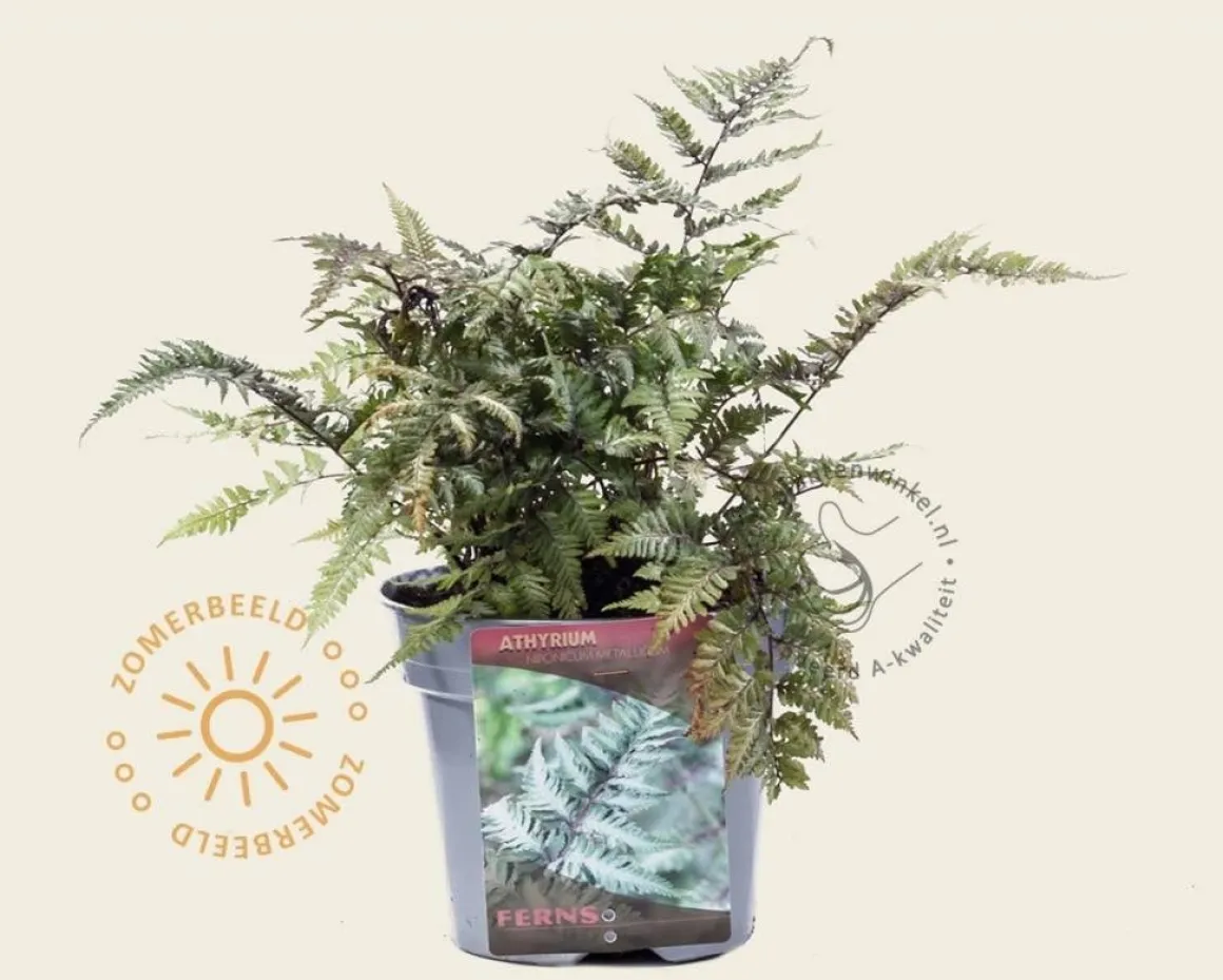 Athyrium niponicum 'Metallicum'