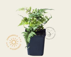 Athyrium niponicum 'Pictum'