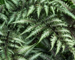 Athyrium niponicum 'Pictum'