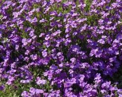 Aubrieta 'Cascade Blue'