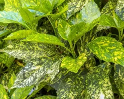 Aucuba japonica 'Golden King'