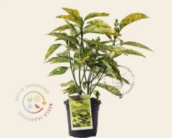 Aucuba japonica 'Golden King'