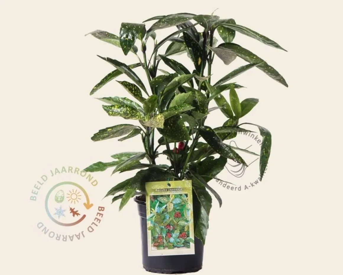 Aucuba japonica 'Variegata'