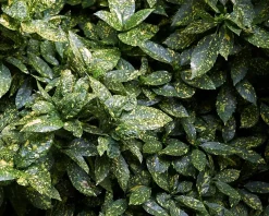 Aucuba japonica 'Variegata' - XL