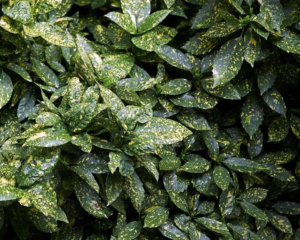 Aucuba japonica 'Variegata' - XL