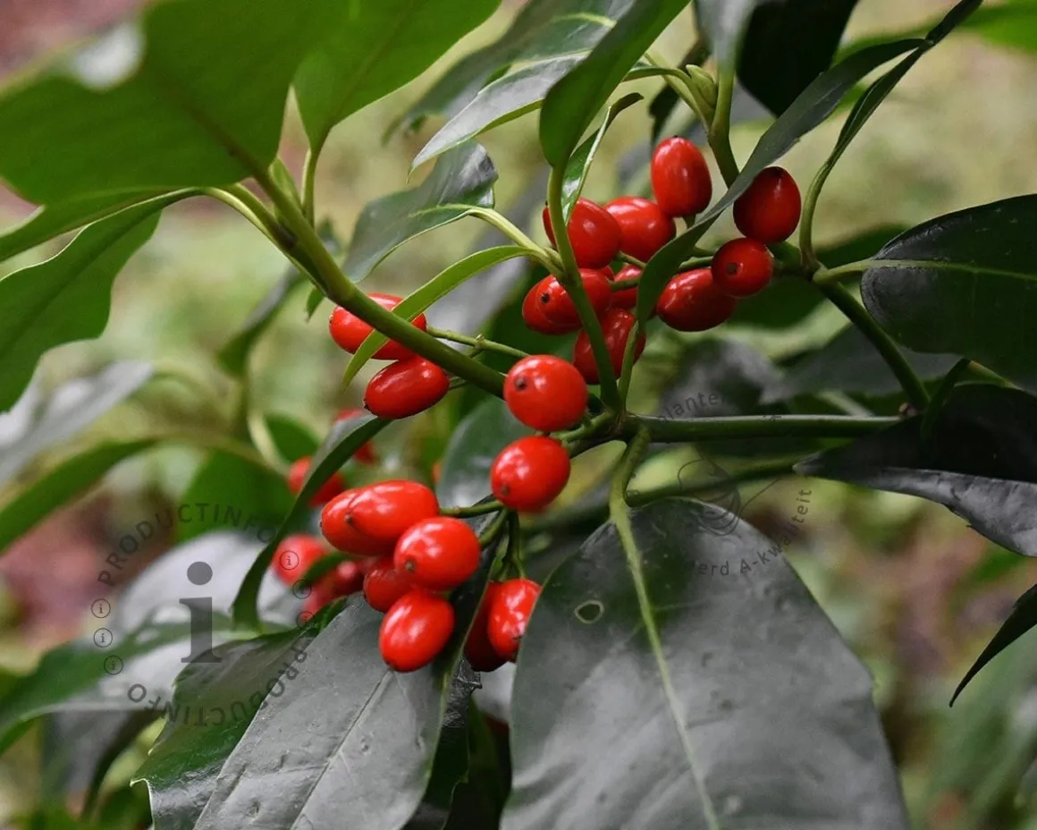 Aucuba 'Rozannie'