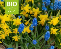 Bees & Butterflies Mix - BIO