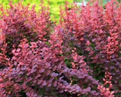Berberis thunbergii 'Atropurpurea' - blote wortel