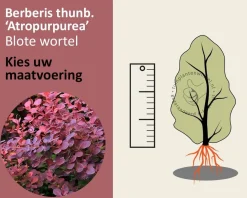 Berberis thunbergii 'Atropurpurea' - blote wortel