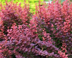 Berberis thunbergii 'Atropurpurea' - XL