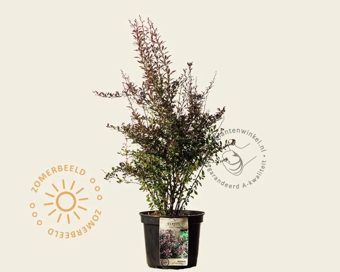 Berberis thunbergii 'Atropurpurea' - XL