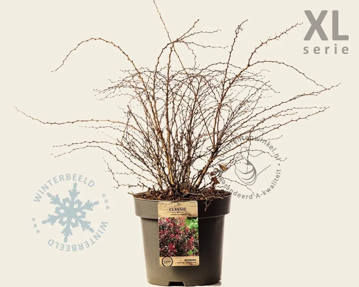 Berberis thunbergii 'Atropurpurea' - XL