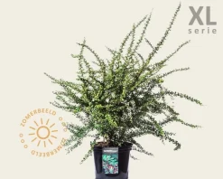 Berberis thunbergii - XL