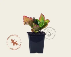 Bergenia 'Bressingham Ruby'