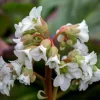 Bergenia 'Bressingham White'