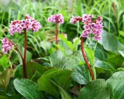Bergenia cordifolia
