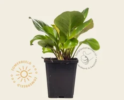 Bergenia cordifolia