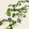 Betula pendula 'Youngii' - 180/190 cm stam