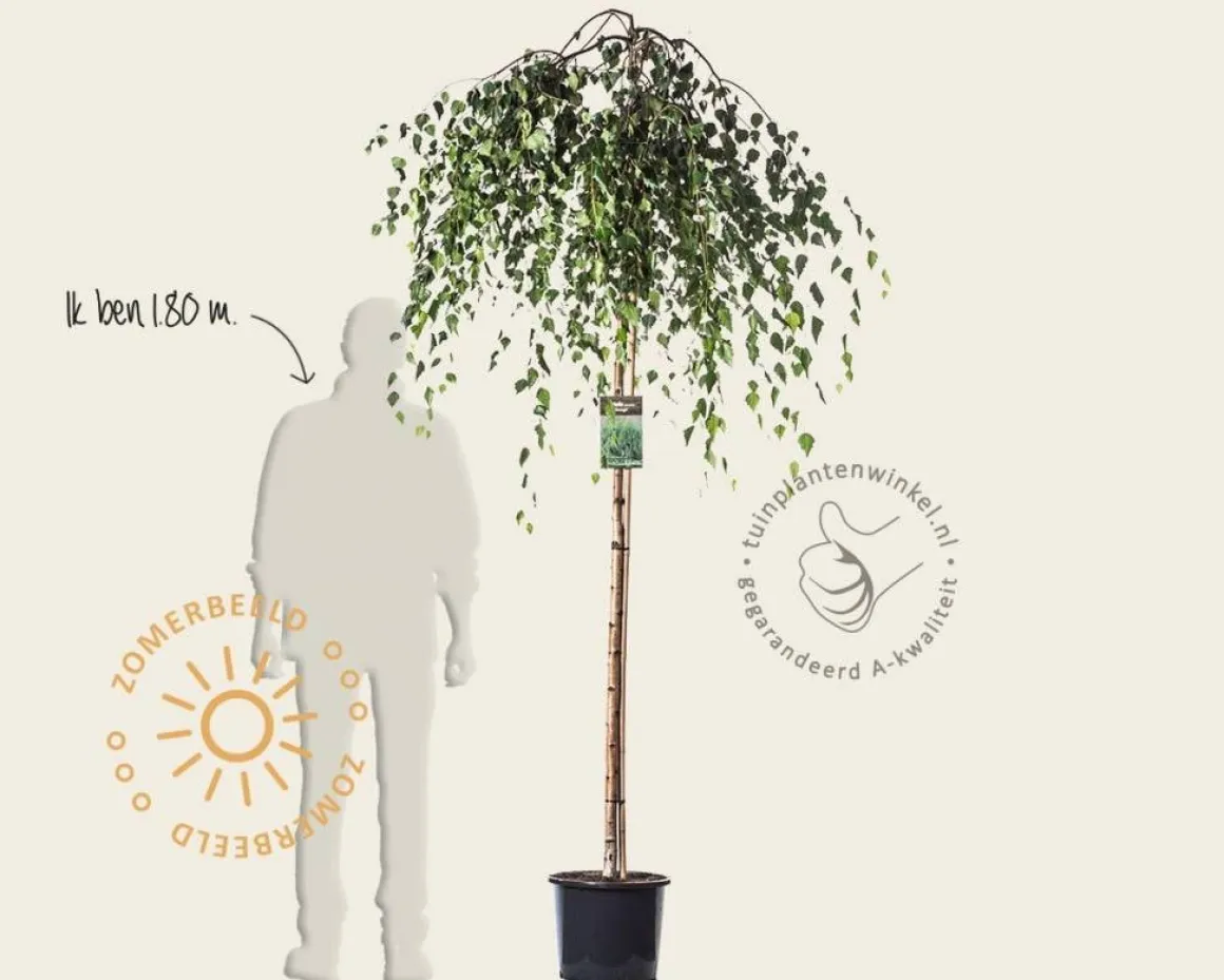 Betula pendula 'Youngii' - 180/190 cm stam
