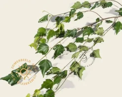 Betula pendula 'Youngii' - 225 cm stam