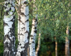 Betula pendula 'Youngii' - 225 cm stam