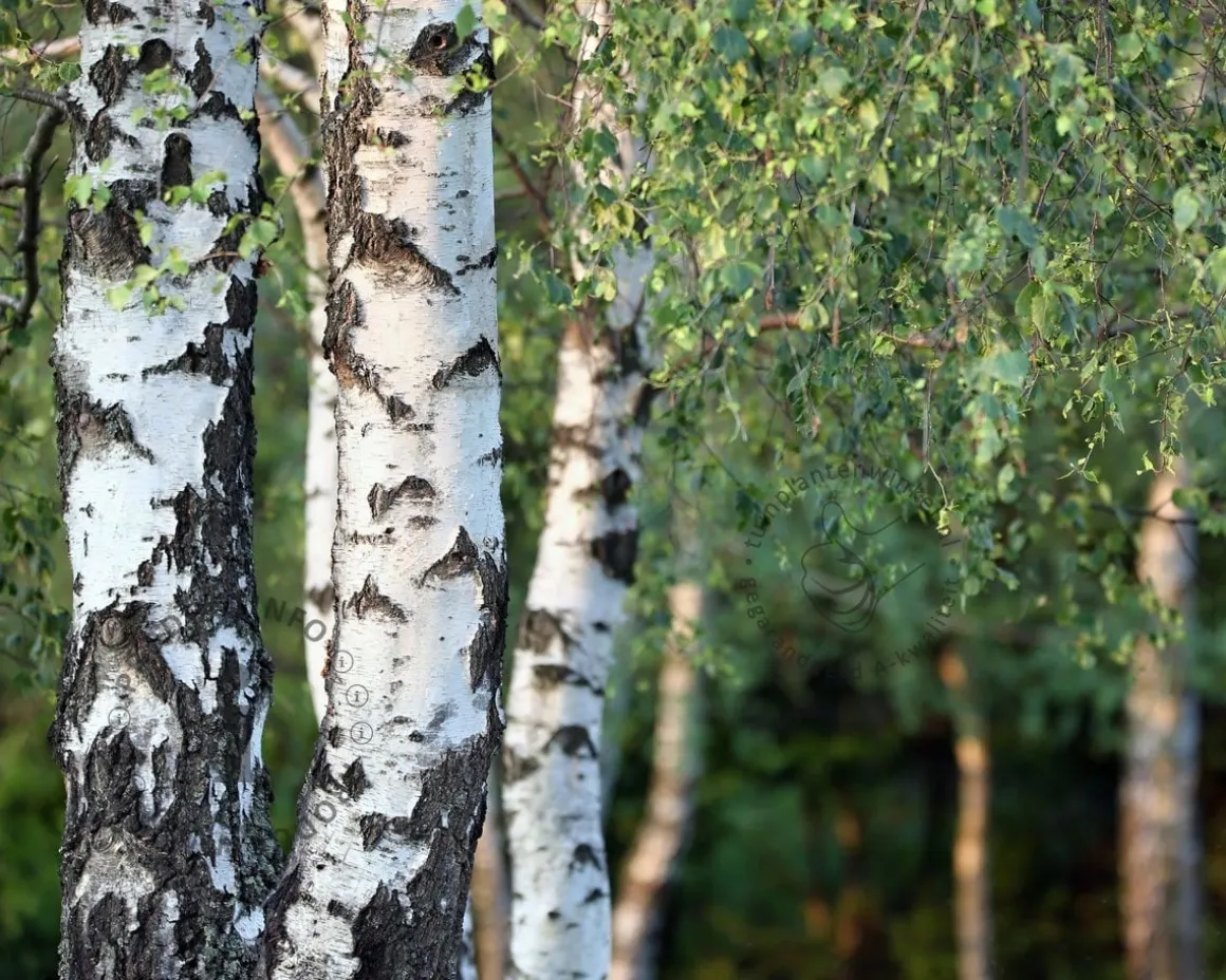 Betula pendula 'Youngii' - 225 cm stam