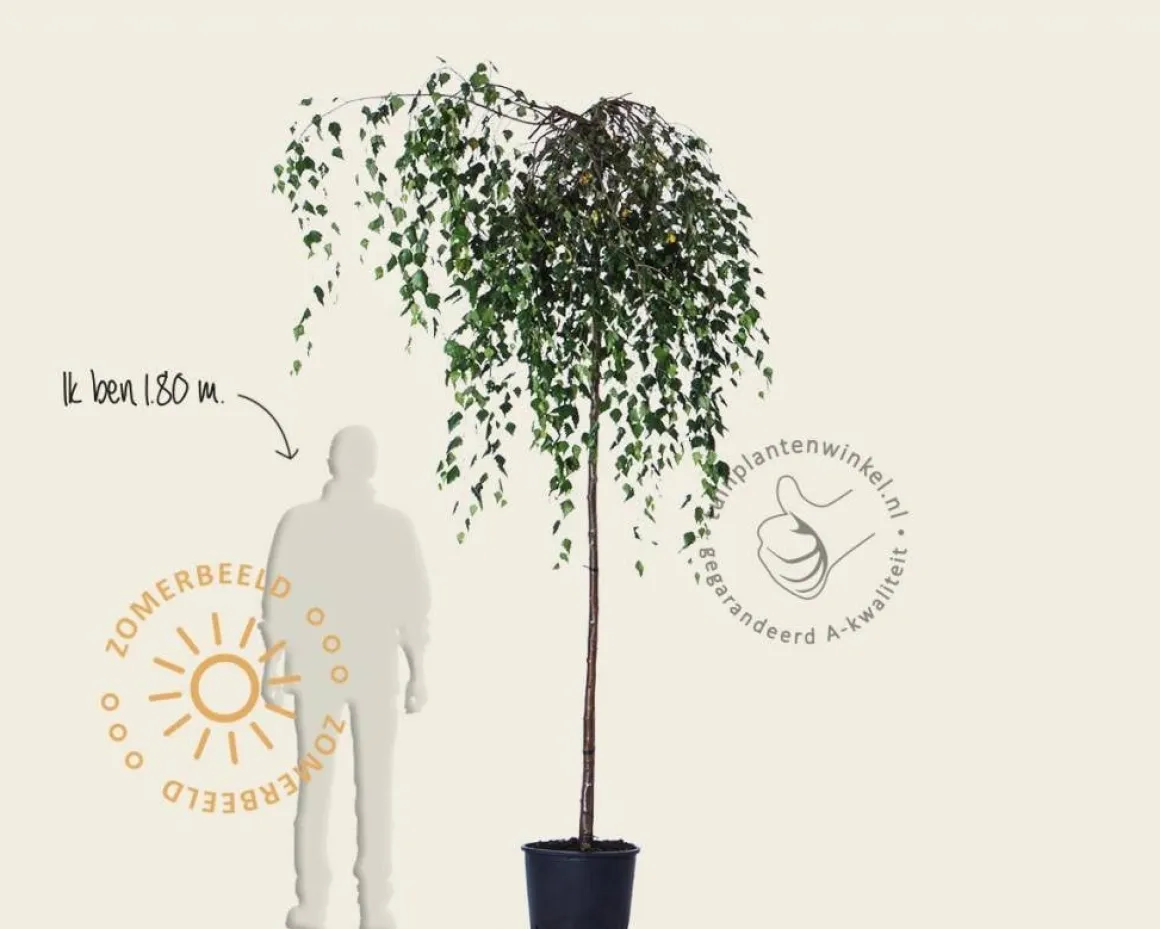 Betula pendula 'Youngii' - 225 cm stam