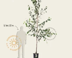 Betula utilis 'Doorenbos'