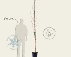 Betula utilis 'Doorenbos'