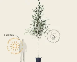 Betula utilis 'Doorenbos'