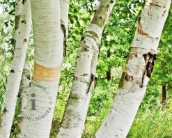 Betula utilis 'Doorenbos'
