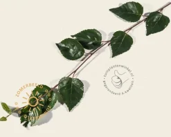 Betula utilis 'Doorenbos'