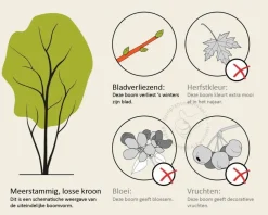 Betula utilis 'Doorenbos' - meerstammig