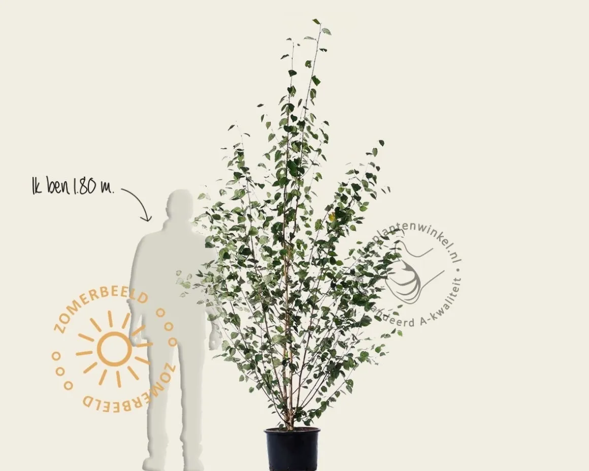 Betula utilis 'Doorenbos' - meerstammig