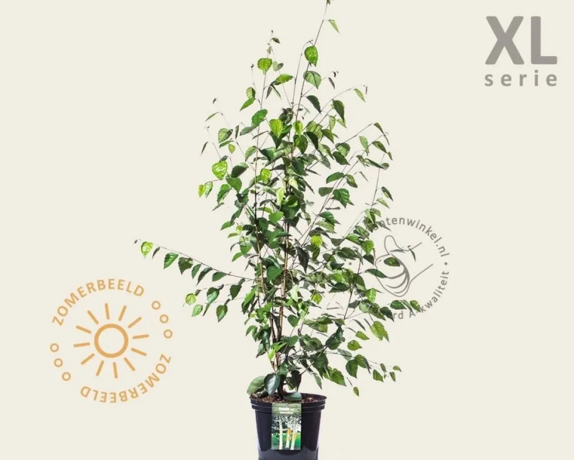 Betula utilis 'Doorenbos' struik - XL