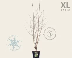 Betula utilis 'Doorenbos' struik - XL