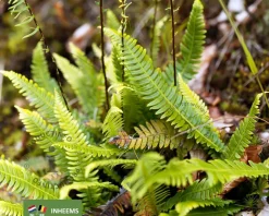 Blechnum spicant