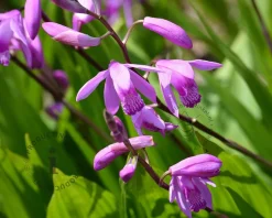 Bletilla striata