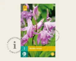 Bletilla striata