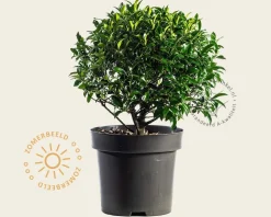 Boldiameter: 40 cm