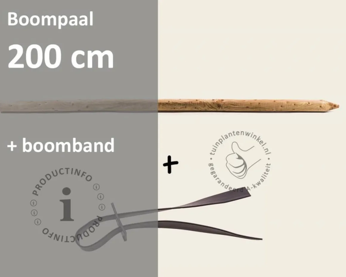 Boompaal - 200 cm + boomband