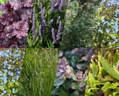 Borderpakket Caerulea schaduw-halfschaduw - (pakket 05)