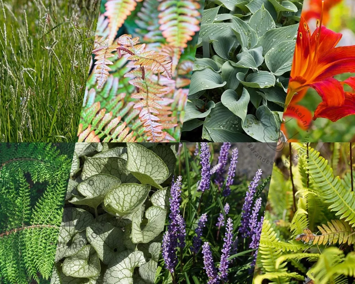 Borderpakket Folia schaduw-halfschaduw - (pakket 09)