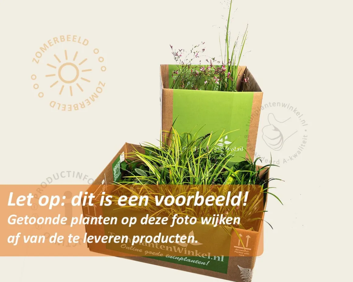 Borderpakket Folia schaduw-halfschaduw - (pakket 09)